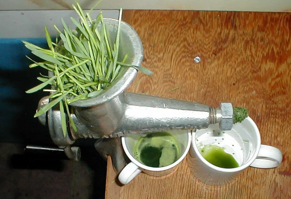 Best juicer for wheatgrass