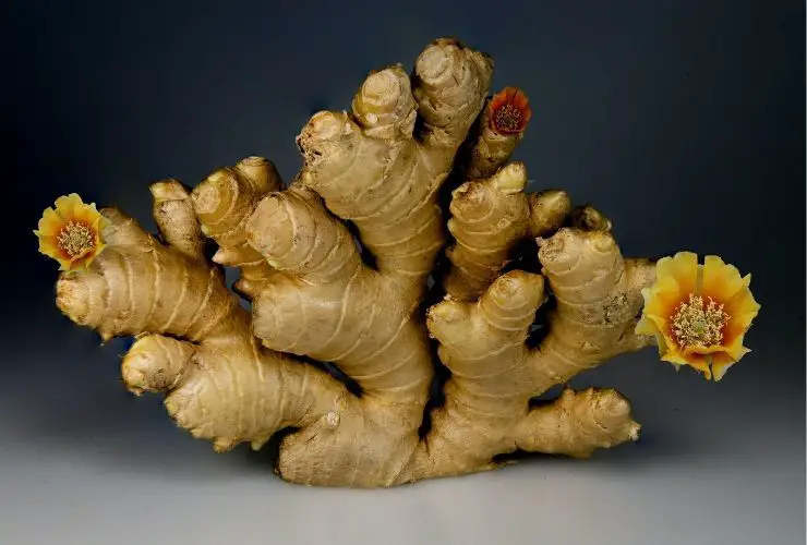 ginger root how much sugar is in ginger beer
